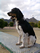 Buffy en el parque de gandia